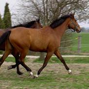 Dansk Varmblod Jutrzenka Daggry