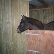 Anden særlig race Tulle H