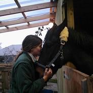 Anden særlig race Tulle H