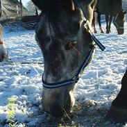 Anden særlig race R.I.P. Máshiri