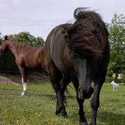 Islænder Svatur fra Klattrup