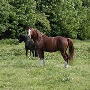 Islænder Svatur fra Klattrup