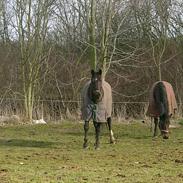 Dansk Varmblod Arabell