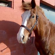 Dansk Varmblod ## Emir ##