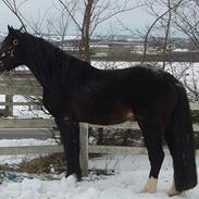 Welsh Cob (sec D) Valhallas Camelot