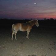 Haflinger Fonzie - død -04.