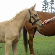 Palomino Gantrup Tjalfe