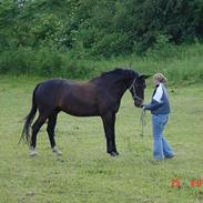 Oldenborg Bacardi Tolstrup