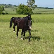 Oldenborg Bacardi Tolstrup