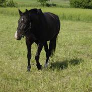 Oldenborg Bacardi Tolstrup