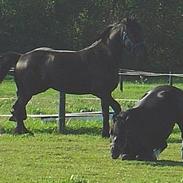 Dartmoor Egon Olsen Ronda (Ollie)1