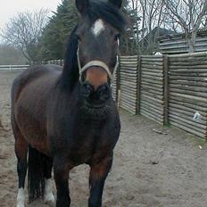 Anden særlig race Daisy