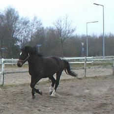 Anden særlig race Daisy