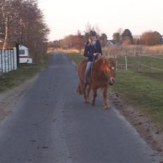Islænder Aldis Fra Lundebakkegård