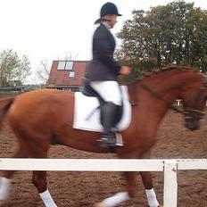 Trakehner Speedy Gonzales