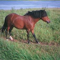 Anden særlig race Emil