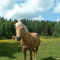 Anden særlig race Romeo