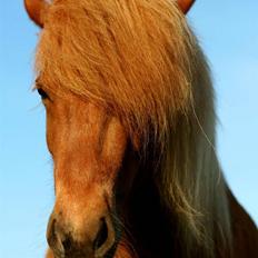 Islænder Tritla Fra Marcu... SOLGT