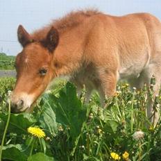 Islænder Tritla Fra Marcu... SOLGT