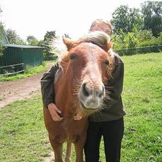 Islænder Tritla Fra Marcu... SOLGT
