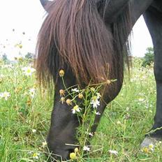 Islænder Perla Marcusminde SOLGT 