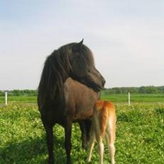 Islænder Perla Marcusminde SOLGT 