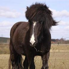 Islænder Glampi fra Reykjum