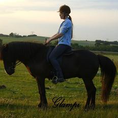 Islænder Glampi fra Reykjum
