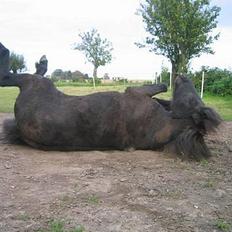 Islænder Perla Marcusminde SOLGT 