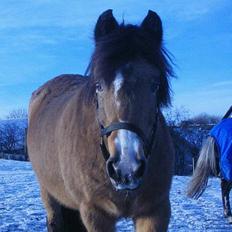 New Forest Eskebæks Miranda*RIP*