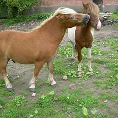 Shetlænder Okkermand