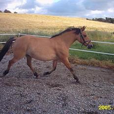 Anden særlig race  Bambi