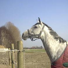 Anden særlig race Bianca