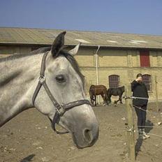 Anden særlig race Bianca