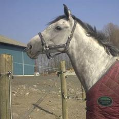 Anden særlig race Bianca