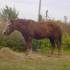 Anden særlig race boy29år ( død.d.19.10.07)