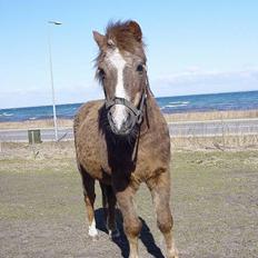 Anden særlig race boy29år ( død.d.19.10.07)