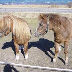 Anden særlig race boy29år ( død.d.19.10.07)