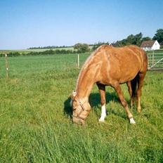 Palomino Mountheavens Lipsha