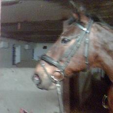 Anden særlig race Dear-lei <3 hvil i fred min engel