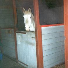 Connemara twiggi munkholm