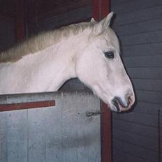 Connemara twiggi munkholm