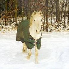 Connemara twiggi munkholm