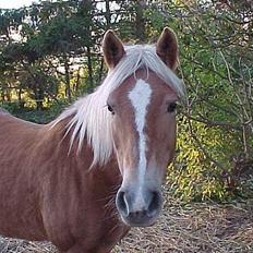 Haflinger Velda