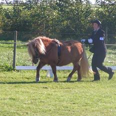Shetlænder Thorshøjs Menja