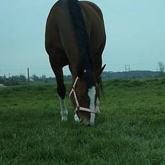 Oldenborg Chemaye