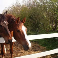 Trakehner Speedy Gonzales