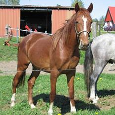 Traver Leonardo Da Speedy