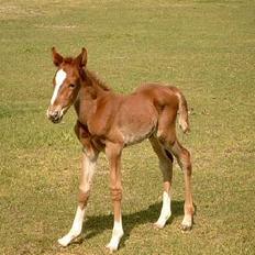 Traver Leonardo Da Speedy