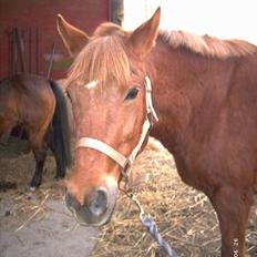 Anden særlig race Cherie